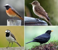 Roodborst nestkast